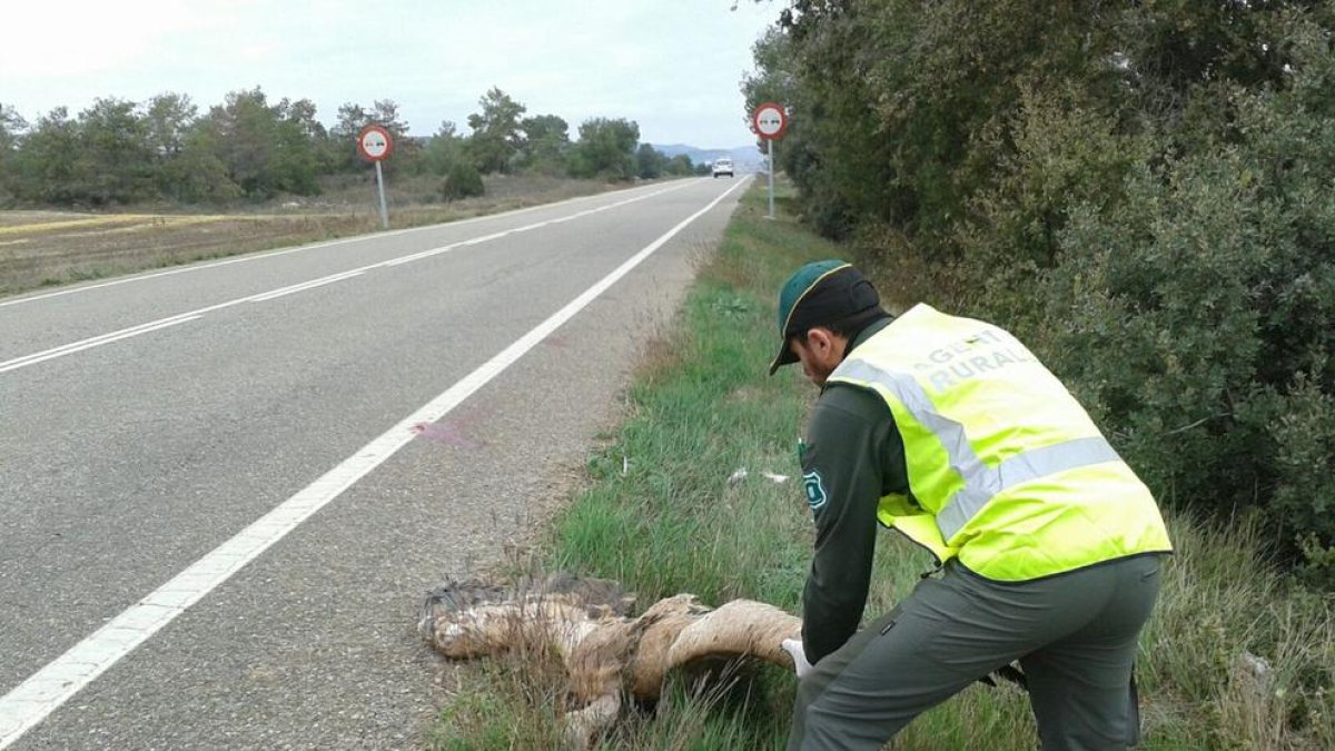 Imagen de uno de los agentes con el buitre.