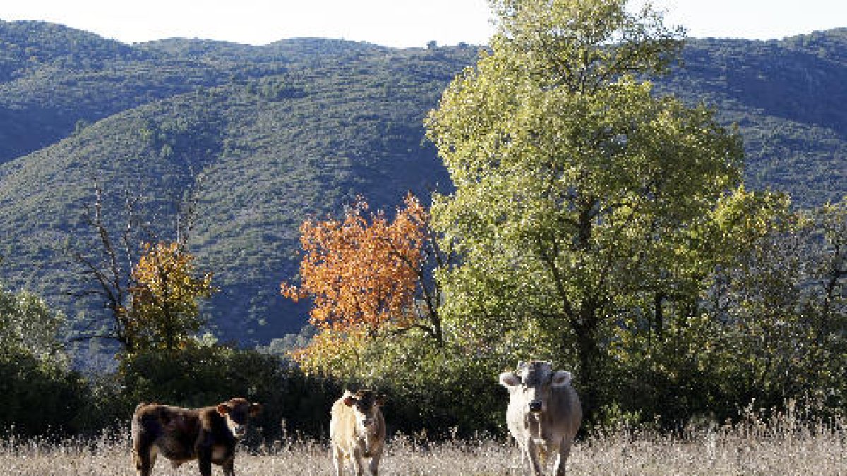 Les vaques, dilluns als terrenys que els propietaris han arrendat a Tragó de Noguera.