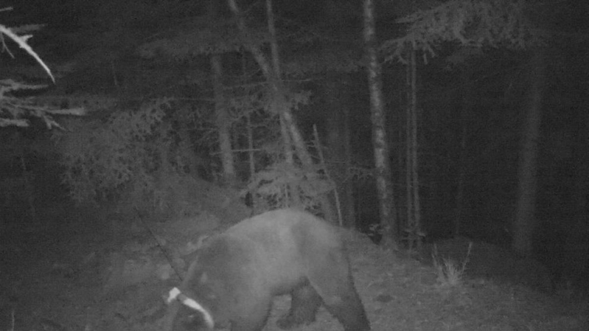 Goiat, otra vez en Aran tras meses en Francia