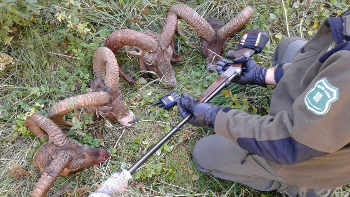 El material localizado por los Agentes Rurales.