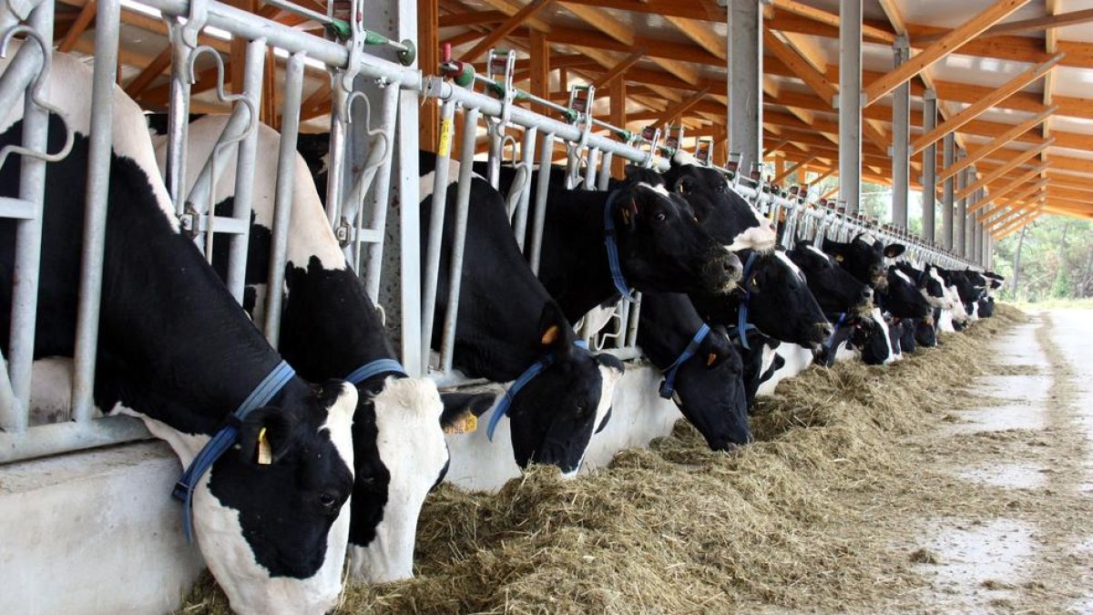 Imatge d’una granja de producció de llet de les comarques de Lleida.