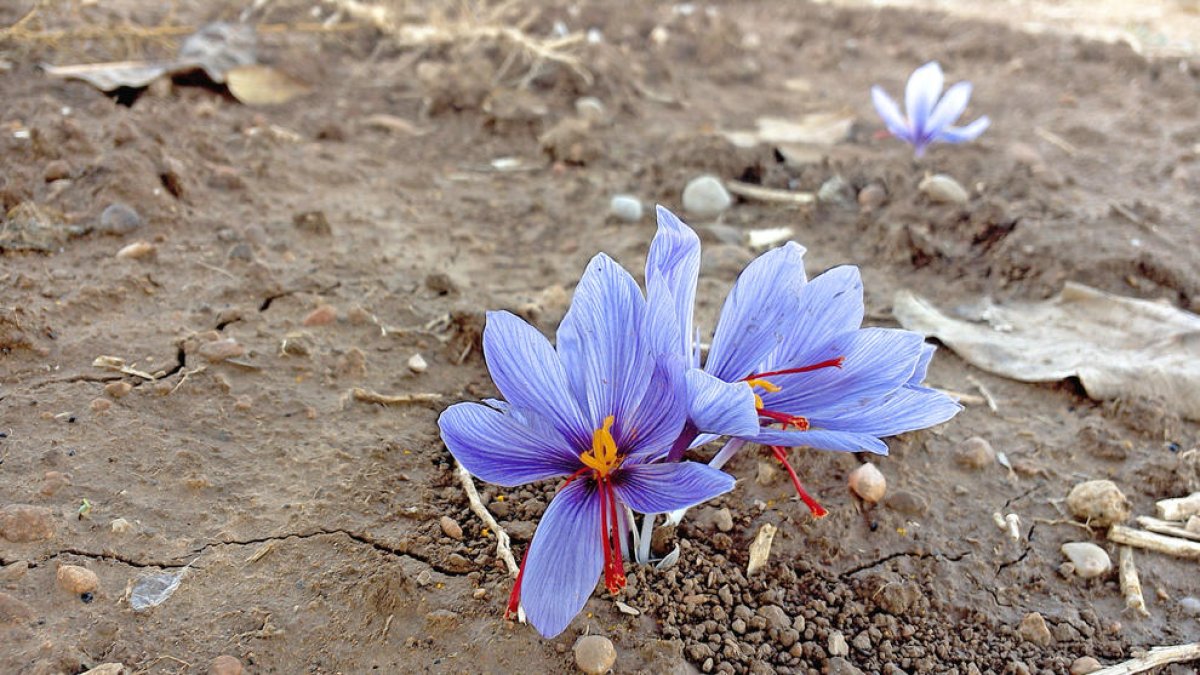 Flores de azafrán en la plantación experimental.