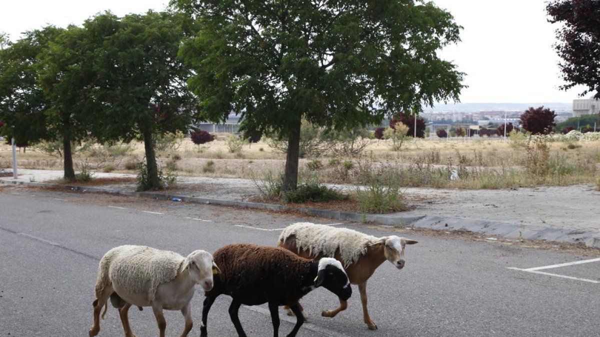 Estas ovejas, junto a algunos ciclistas y paseantes, son por ahora los usuarios de la zona de Torre Salses.