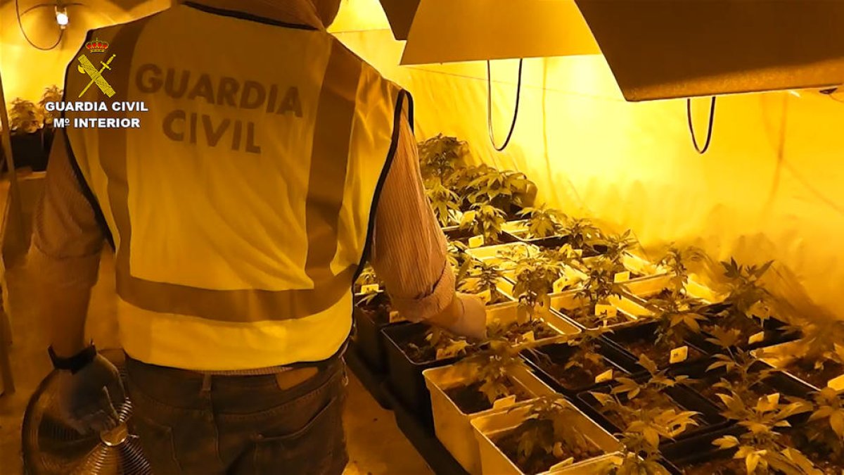 Vista de las plantas intervenidas por la Guardia Civil en una nave de Alcarràs en junio de 2016. 