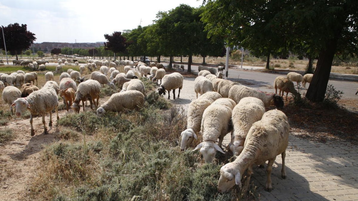 La zona de Torres Salses serveix ara de pastura per a les ovelles.