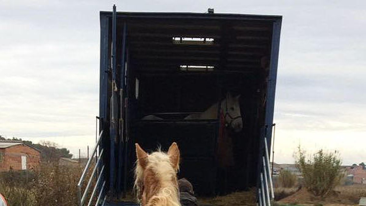 Momento en el que suben al camión a uno de los caballos.