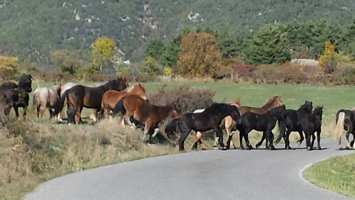 Els cavalls envaint la carretera d’accés al nucli de Bar, a l’Alt Urgell.