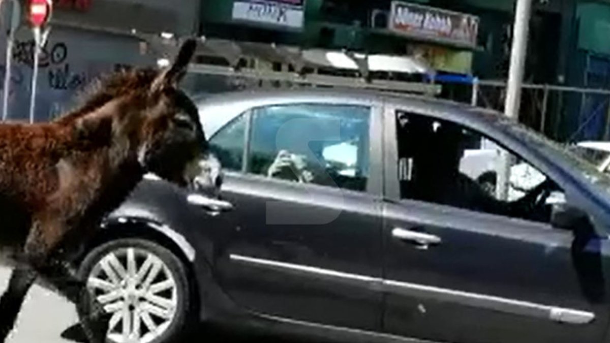 Apareix un ruc enmig de Lleida