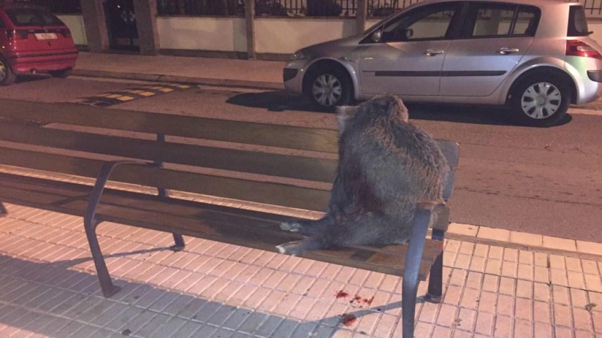 Imatge de l’animal que va aparèixer diumenge a la nit.