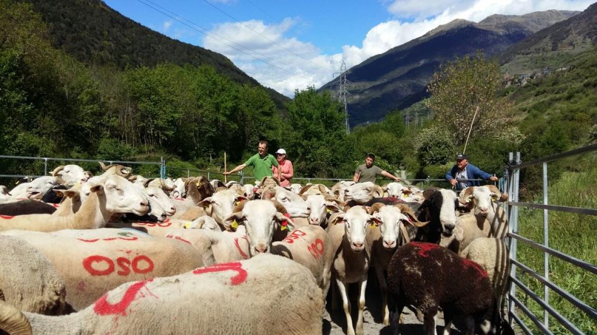 Inicio de la agrupación de rebaños el fin de semana en Gausac para protegerlos del oso. 