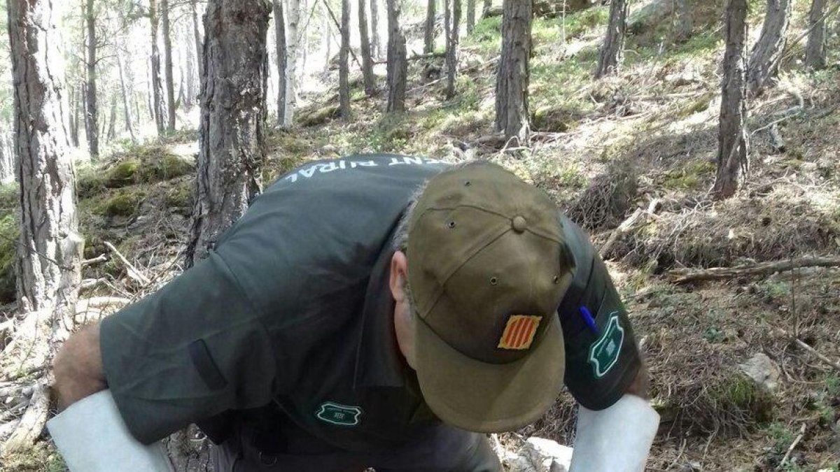 El águila rescatada por los Agentes Rurales en Alins. 