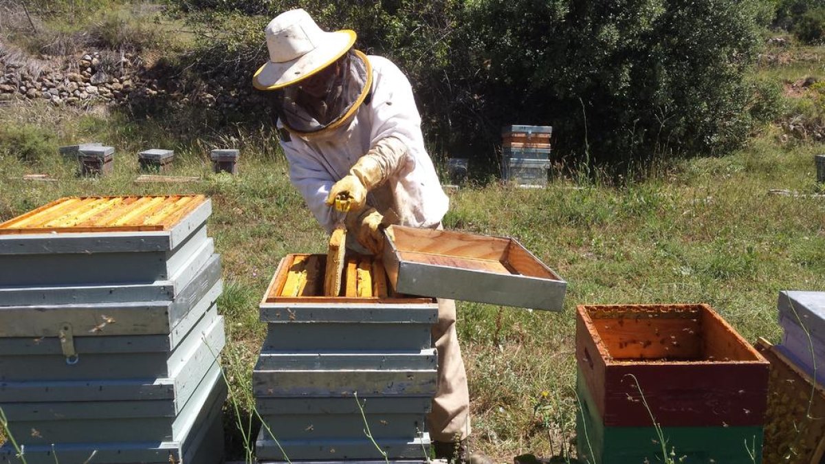 Jordi Obiols, apicultor de Montant de Tost (Alt Urgell), manipulando paneles de abejas.