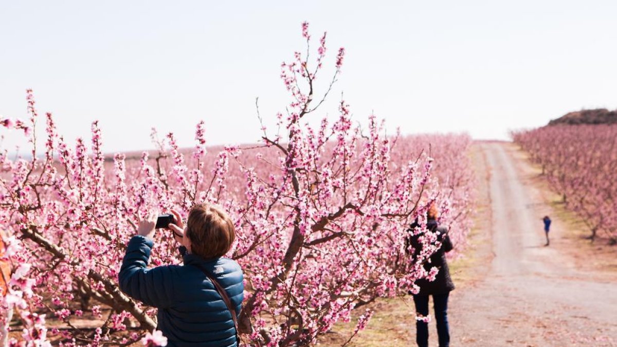 Turistes fent fotos als camps de fruiters d’Aitona.