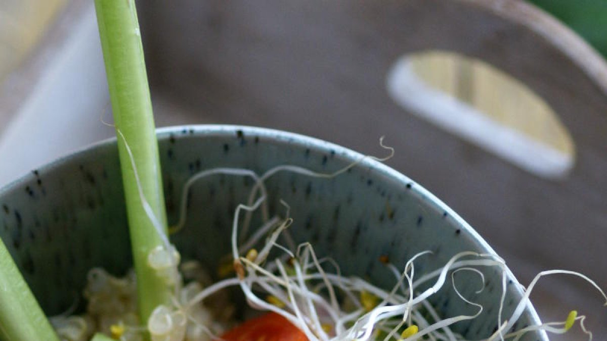 Amanida de quinoa, brots d’alfals i api