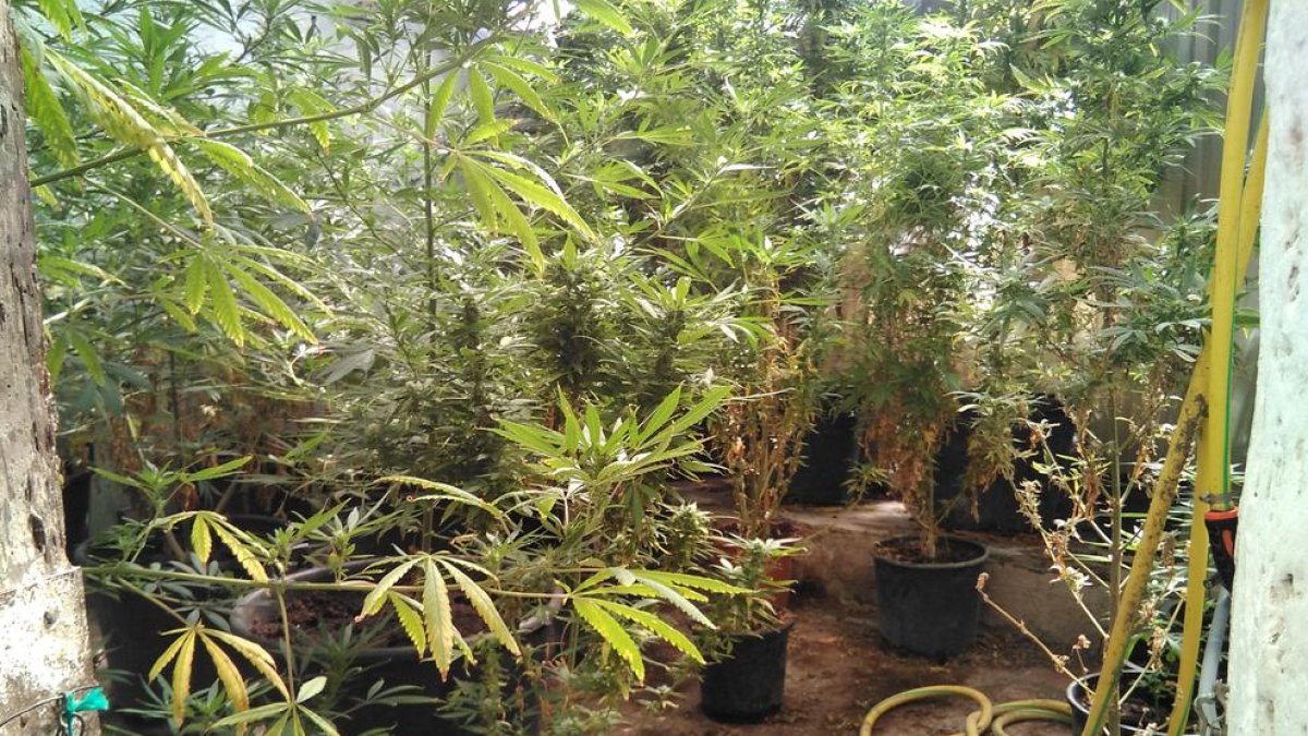 Vista de la plantación de marihuana hallada en una vivienda de Sant Pere dels Arquells. 