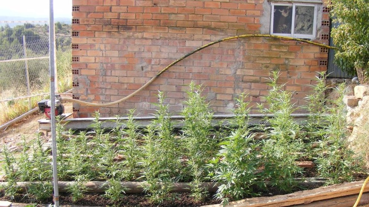 Plantes de marihuana a la finca de Juncosa.