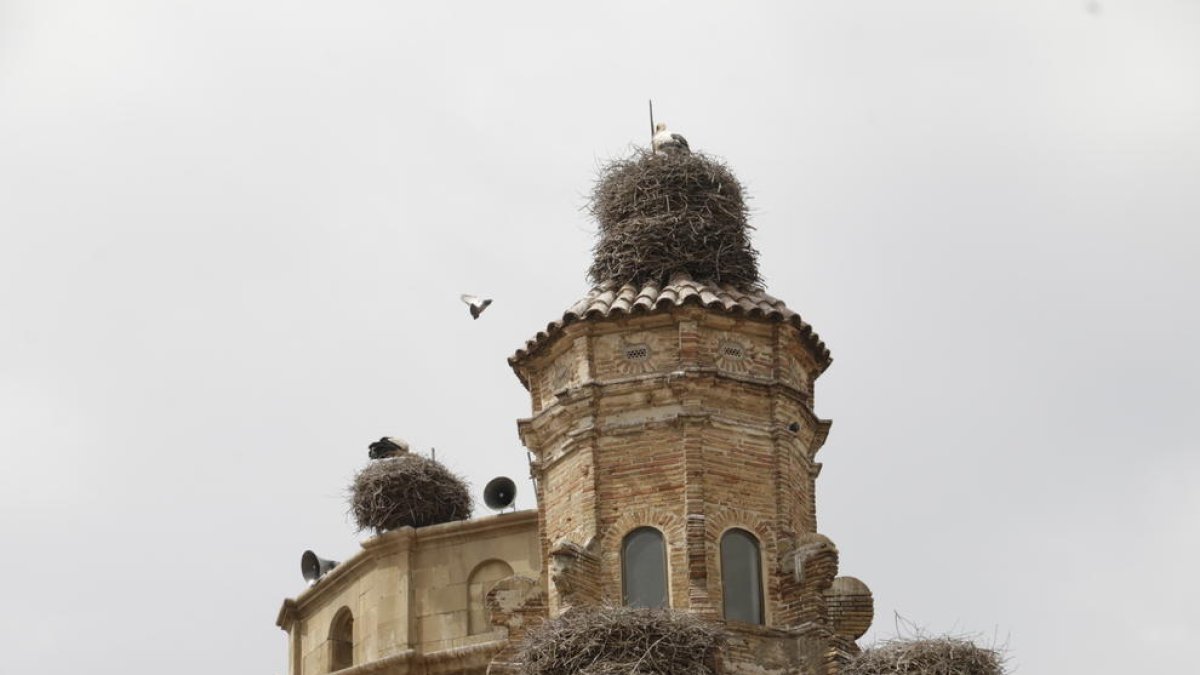 Alguns dels nius a l’església de Seròs.