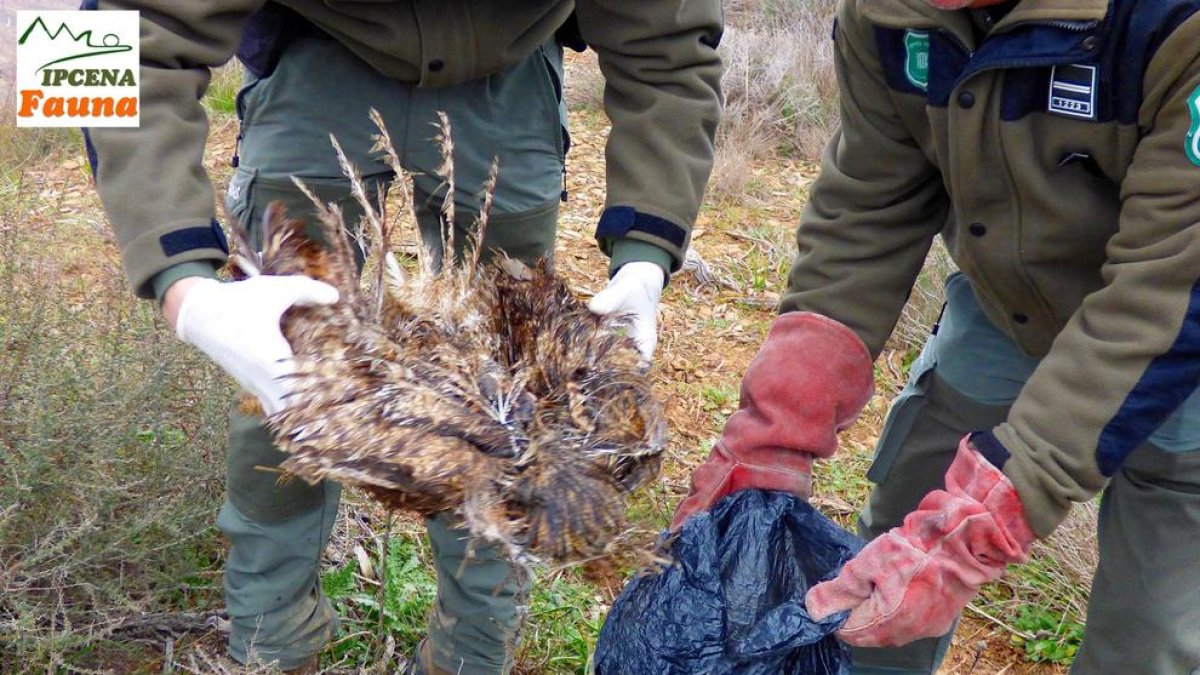 Agentes rurales recogiendo una de las aves electrocutadas. 