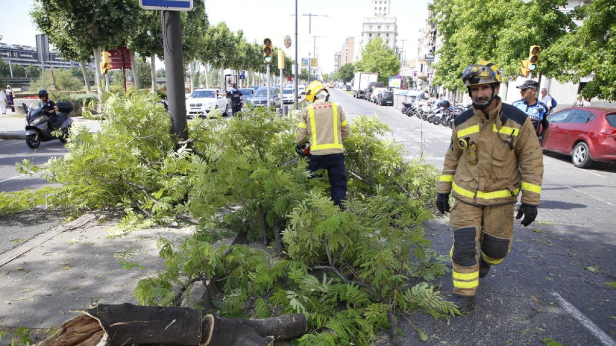 Los Bomberos retiraron el árbol y la Guardia Urbana tuvo que regular el tráfico ayer en Blondel.