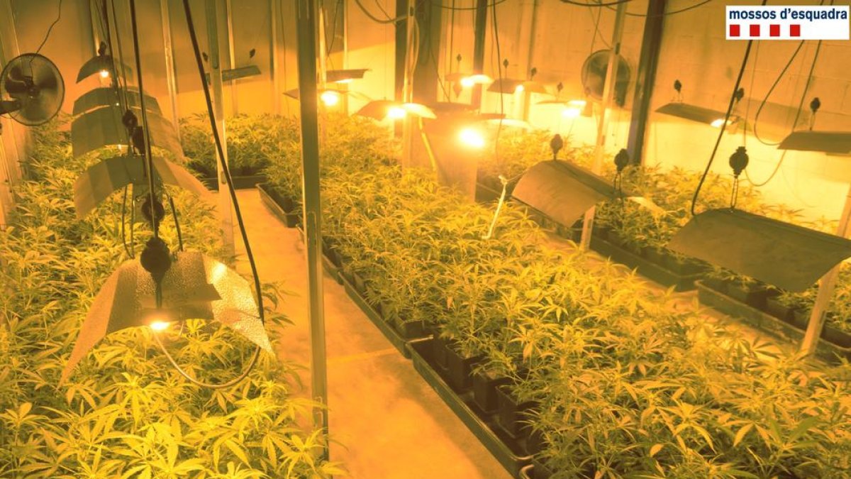 Vista de les plantes de marihuana trobades dimarts passat pels Mossos en una nau industrial.