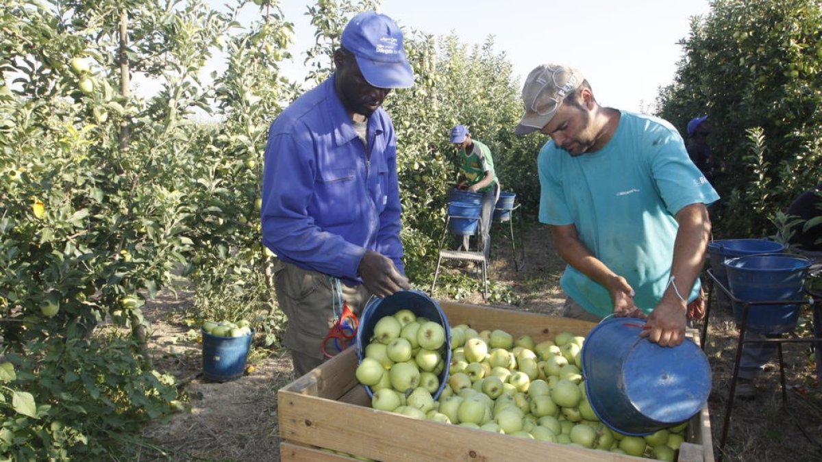 Imagen de producción de manzana Golden en una finca de Lleida.