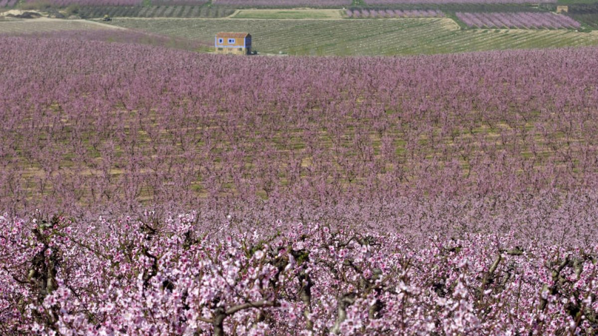 Fruiters florits aquesta setmana al Baix Segre.