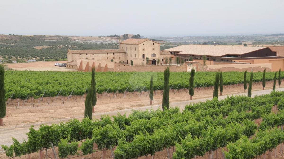 Vista de las viñas y la bodega de Torres en Les Garrigues.