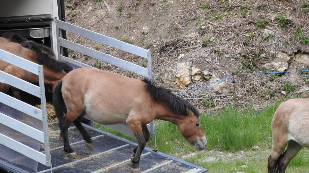 Els cavalls, baixant del camió.