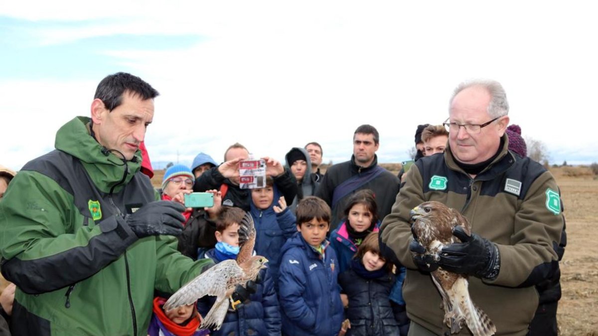 El moment de l’alliberament d’un aguiló i un xoriguer a l’estany d’Ivars i Vila-sana.