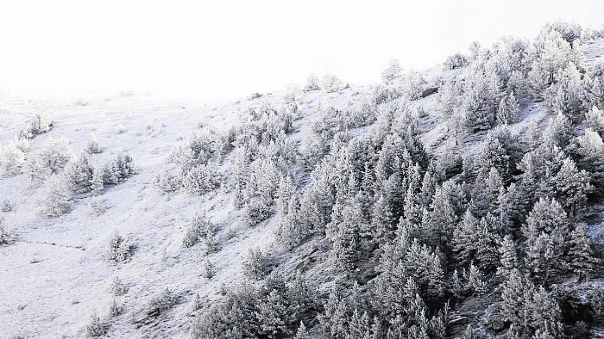 Imatge d’arxiu d’un bosc nevat al Pirineu.
