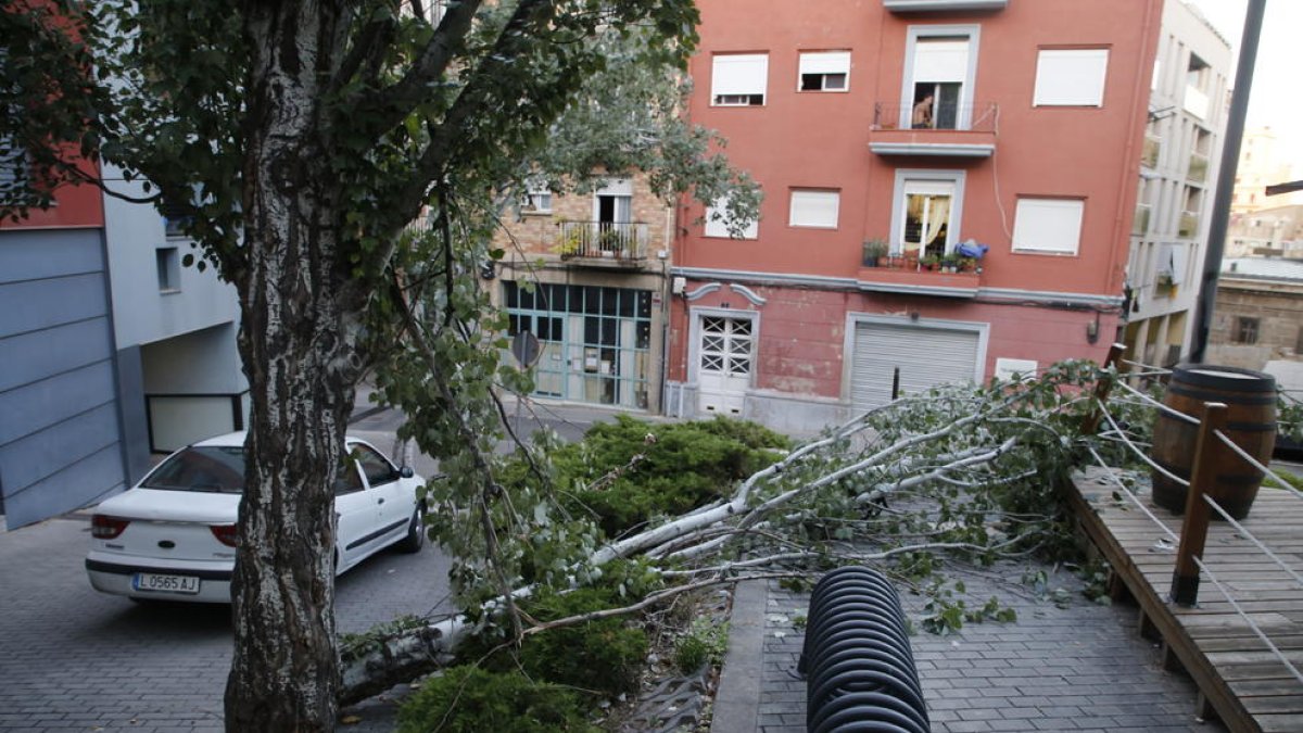 Imagen del árbol caído en el cruce de la calle la Mesquita con la plaza Aurembiaix d'Urgell.