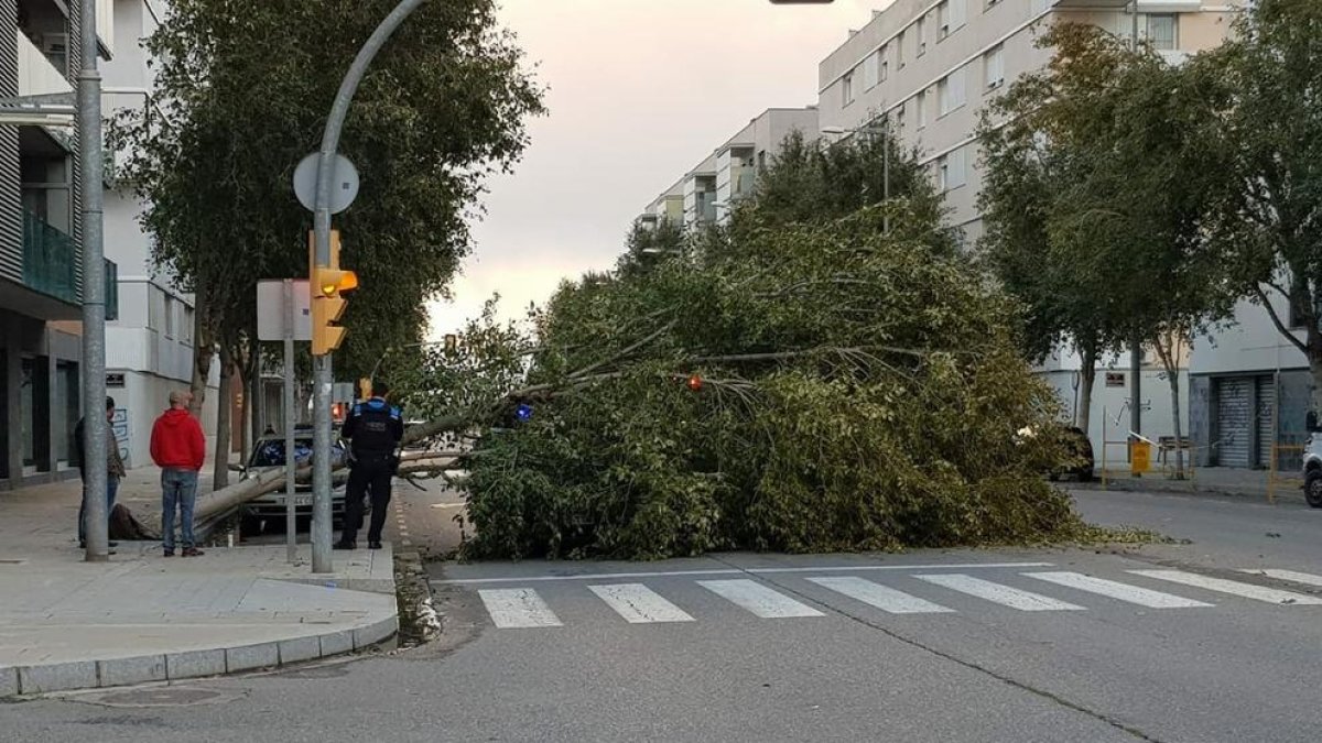 Cau un arbre sobre un cotxe parat en un semàfor a Pardinyes