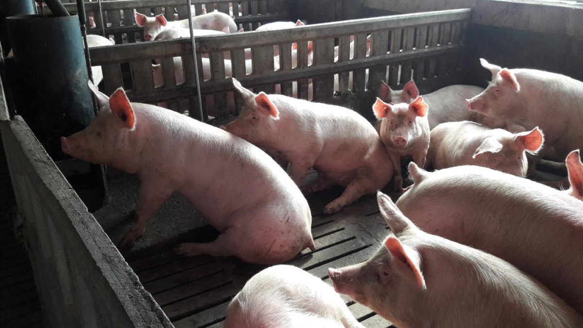 Imagen de una granja de cerdos de la provincia de Lleida.