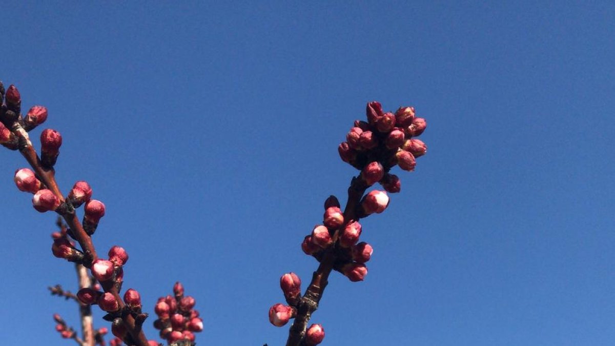 Imatge d'albercoquers en flor a Seròs.