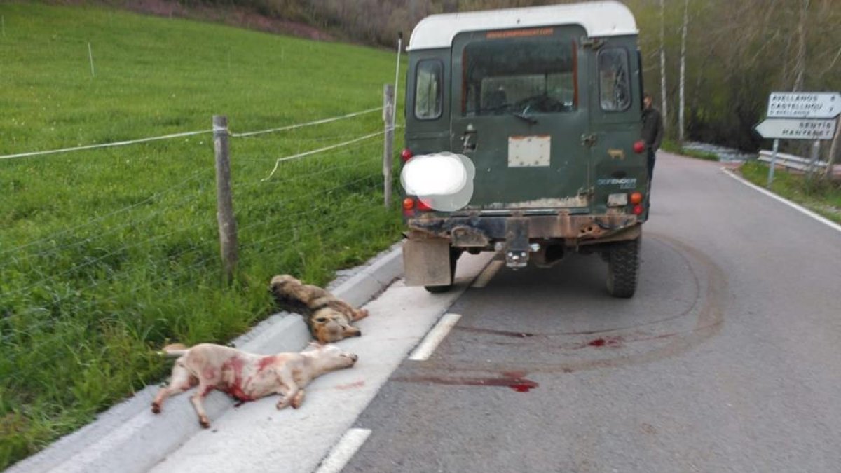 Vista dels animals abatuts al costat de la carretera el passat mes de maig a Sarroca de Bellera.