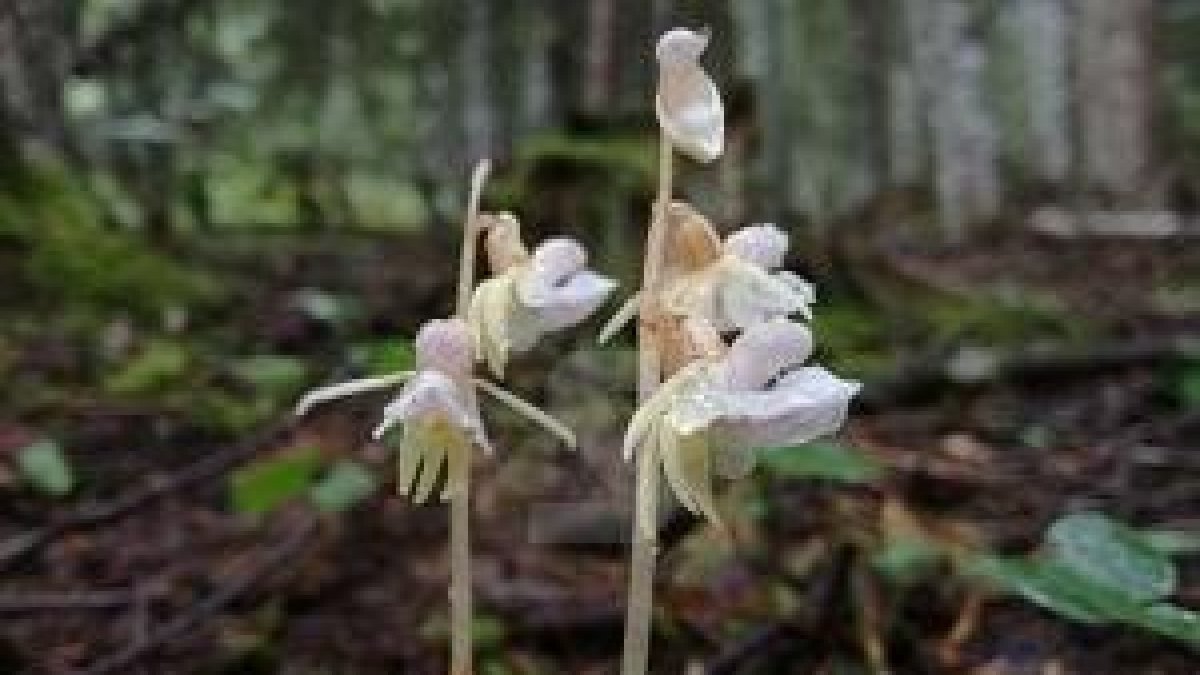La orquídea detectada en el Valle de Santa Magdalena, en el Parque Natural del Alto Pirineo