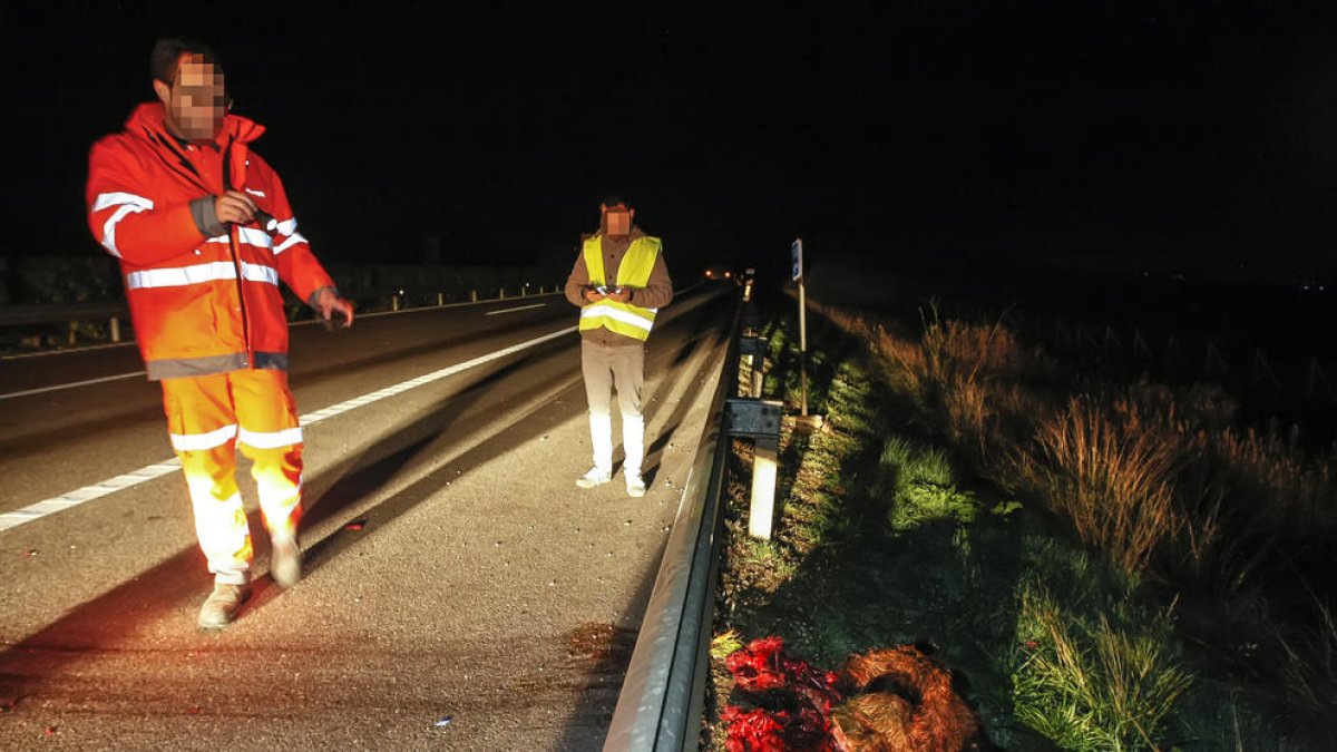 Un senglar va causar un accident dilluns a la nit a l’Ll-12 a Albatàrrec.