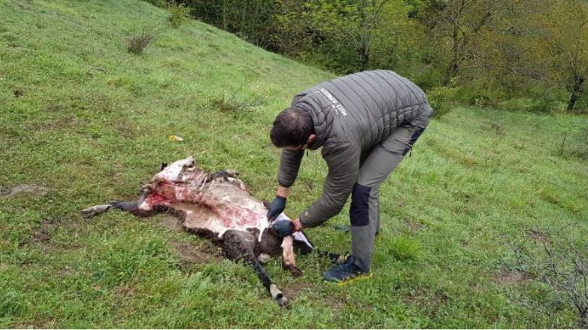 Imagen del carnero que fue atacado por el oso en Betlan. 