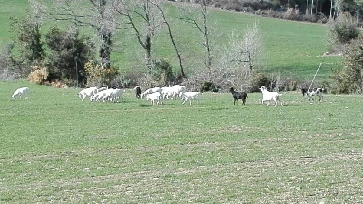 Queixes de ramaders i caçadors - A la imatge, les cabres que deambulen a Oliana alimentant-se de parcel·les de pastures particulars i cultius, un fet que preocupa els ramaders de la zona i que ha denunciat la societat de caçadors de les Anoves.