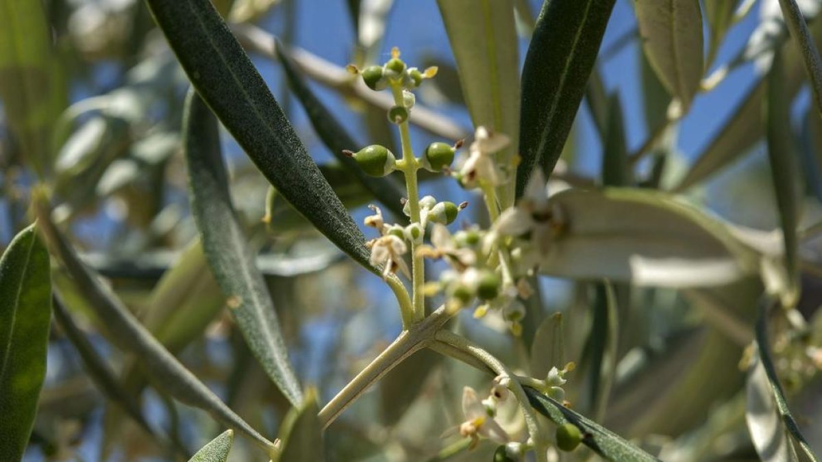 Detall d'una olivera