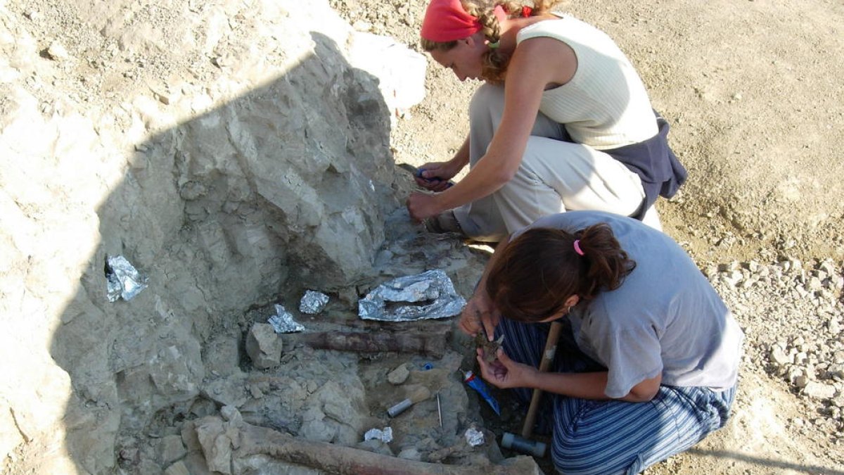 Imagen de archivo de fósiles de hadrosaurios recuperados durante una excavación en el yacimiento ‘Basturs Poble’, en el Pallars Jussà.