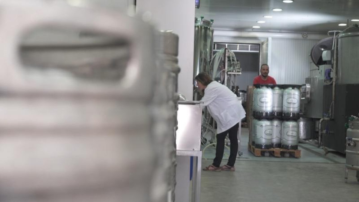 La fábrica de cerveza Lo Vilot de Almacelles produce su lúpulo.