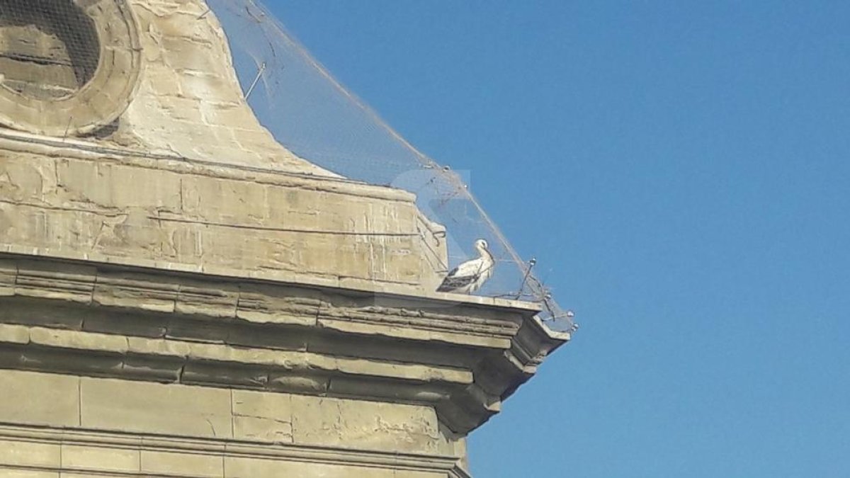 Una de les cigonyes atrapades aquest dilluns a les xarxes de les cúpules de la Catedral de Lleida.