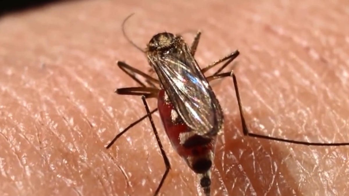 El mosquito Aedes aegypti.