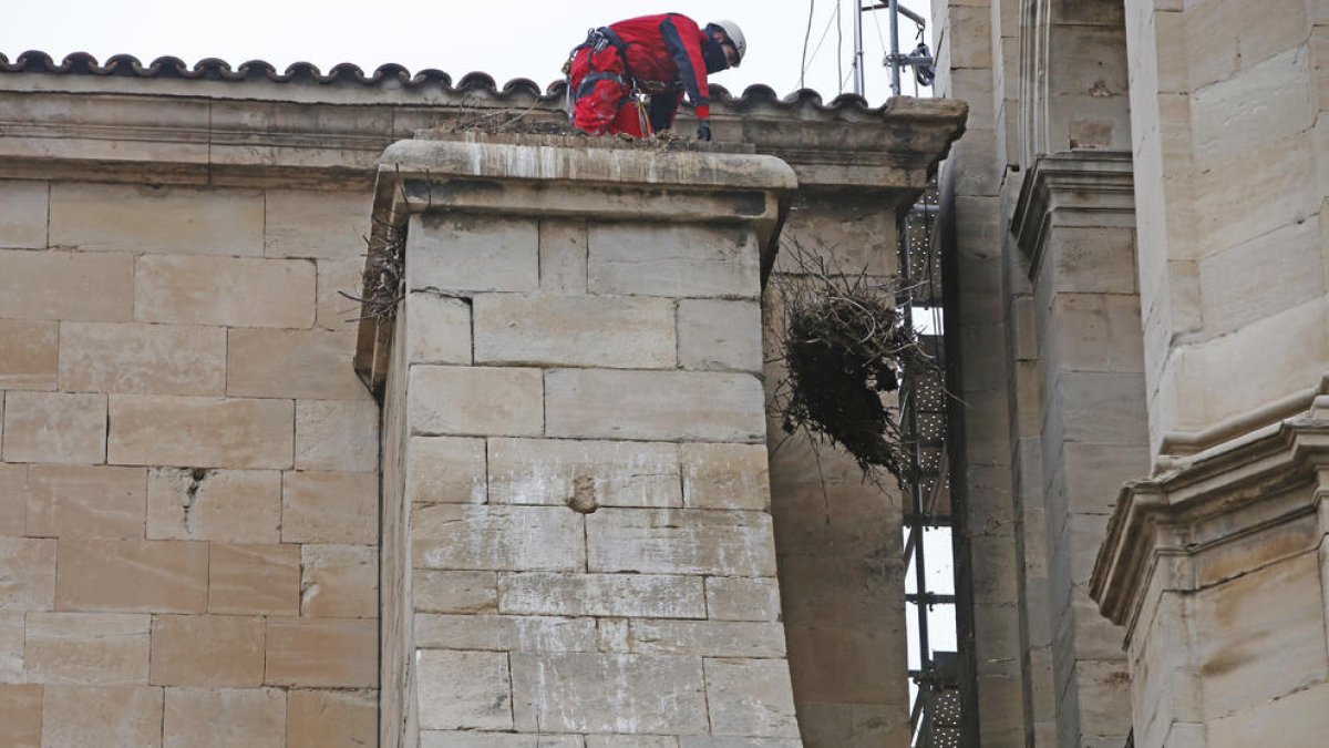 La Catedral, sin nidos de cigüeñas por primera vez en más de 30 años 