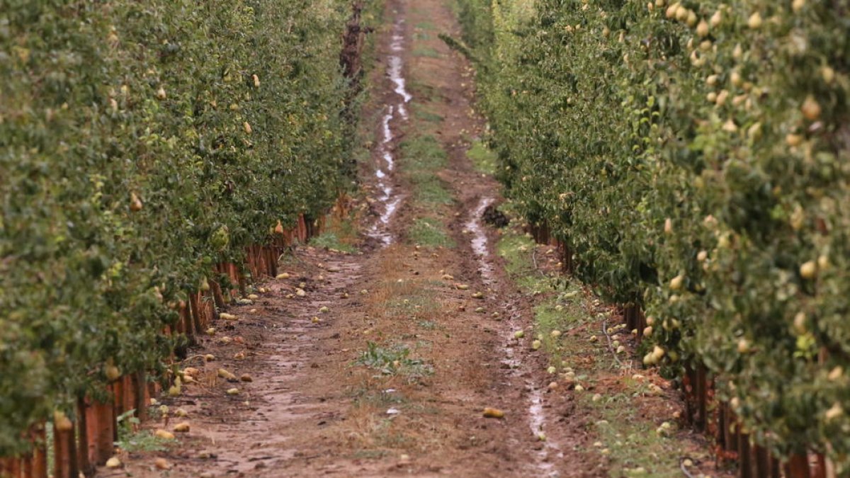 Imatge captada en una finca de pereres de Sunyer poc després de descarregar la tempesta.