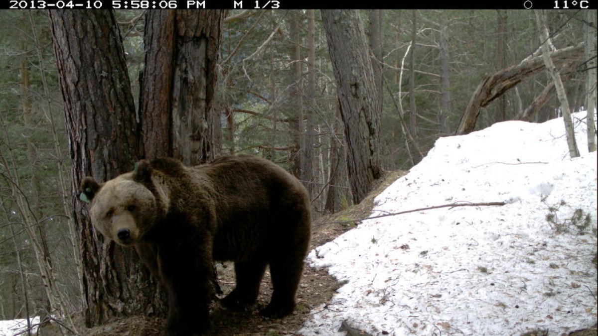 Imagen de archivo del oso Goiat, que este año ha protagonizado más de 40 ataques a ganado.