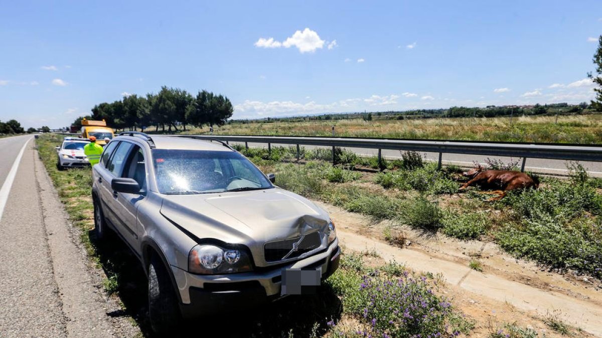 Imagen del vehículo que chocó contra el ternero, ya abatido, a la derecha de la imagen.