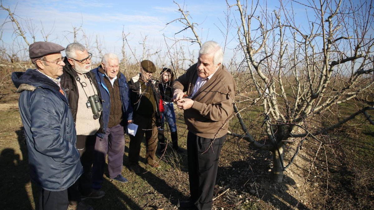 Miarnau explicant la tècnica de la poda en un dels seus camps de fruiters de Torres de Segre.