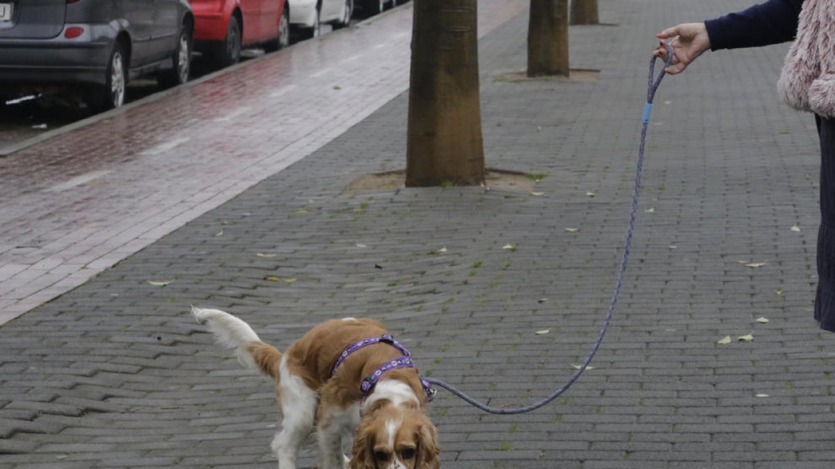 Un perro justo después de defecar, ayer en la avenida del Segre.